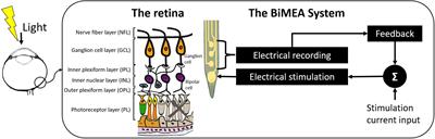 Toward a Bidirectional Communication Between Retinal Cells and a Prosthetic Device – A Proof of Concept